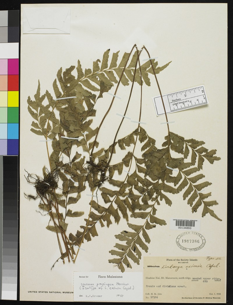 Lindsaea eximia