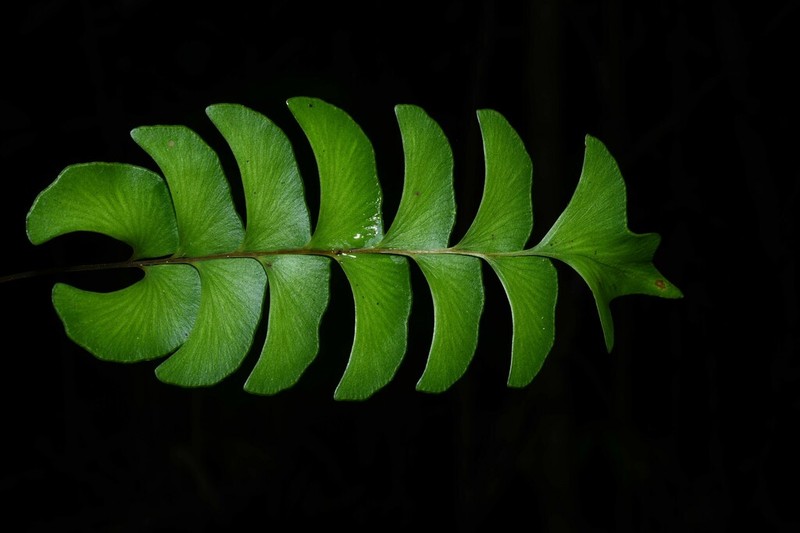Lindsaea falcata