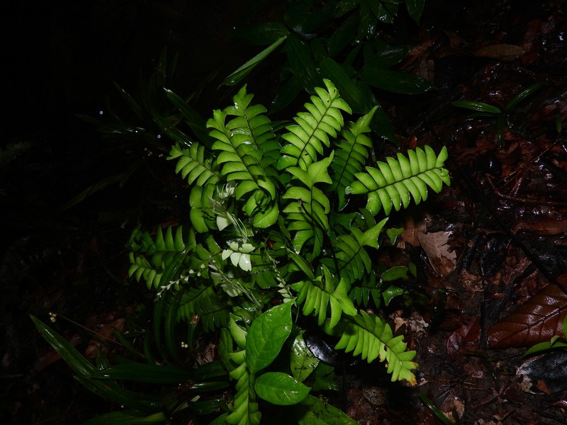 Lindsaea falcata photo 2