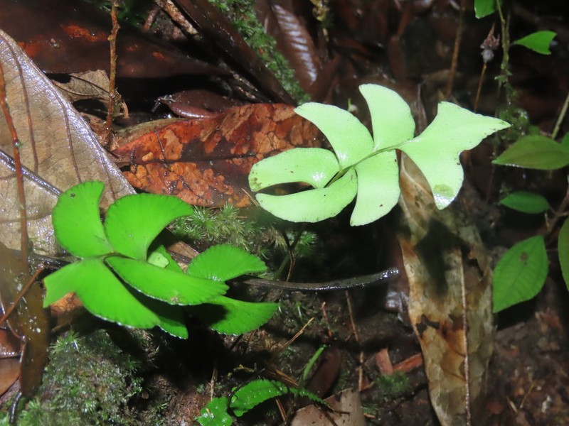 Lindsaea falcata photo 3