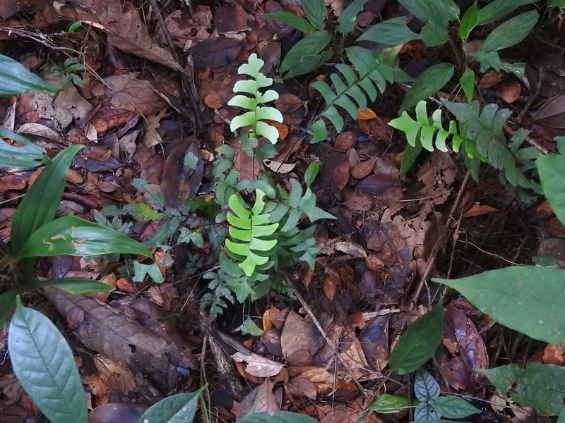 Lindsaea falcata photo 4