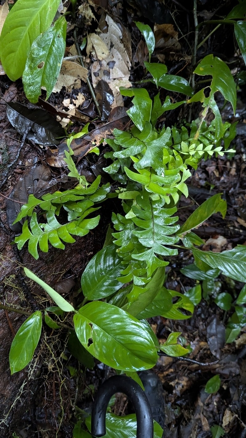 Lindsaea falcata photo 5