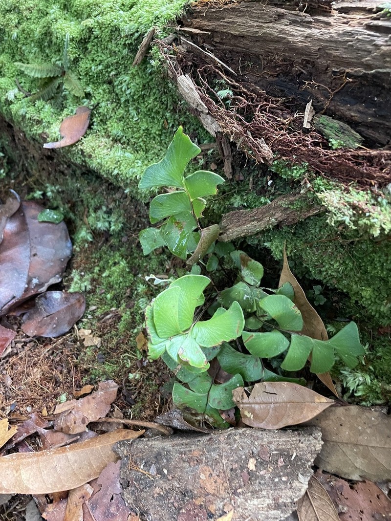 Lindsaea falcata photo 6