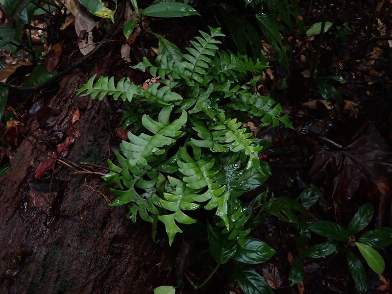 Lindsaea falcata photo 7