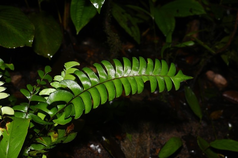 Lindsaea falcata photo 8