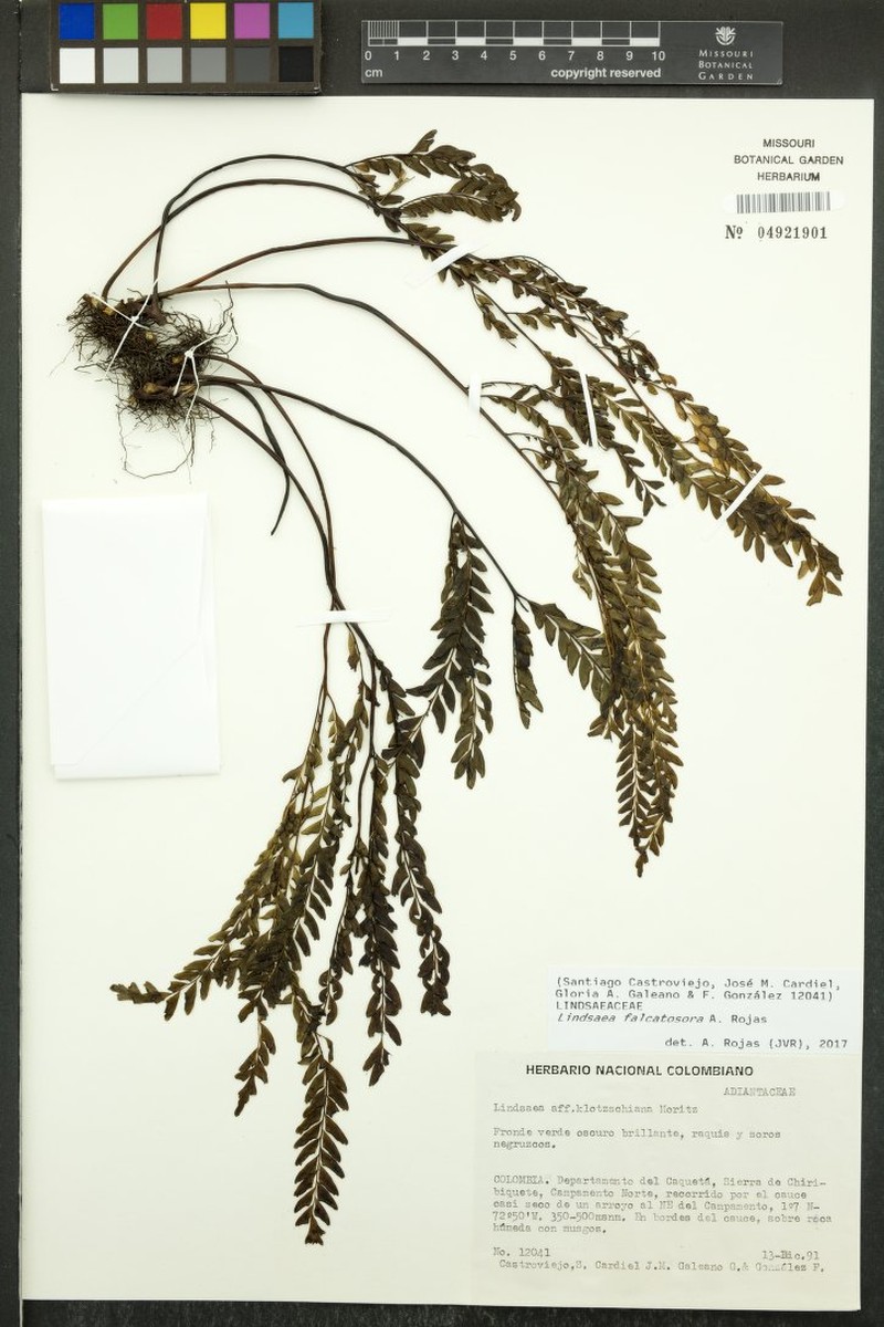 Lindsaea falcatosora