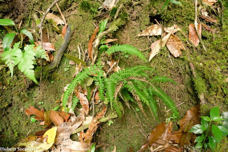 Lindsaea feei