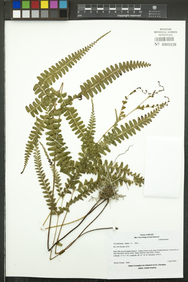 Lindsaea feei photo 3