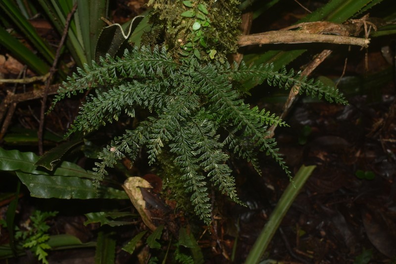 Lindsaea fissa photo 2
