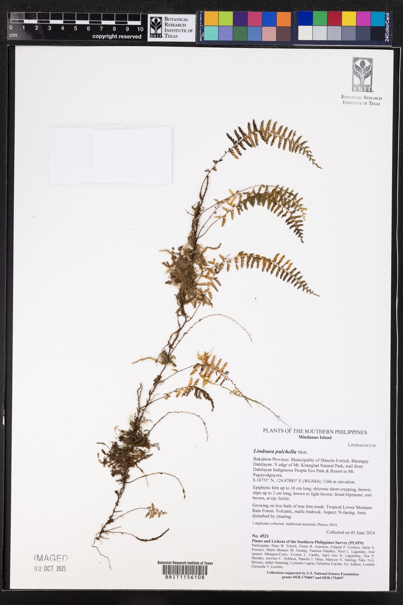 Lindsaea fissa photo 4