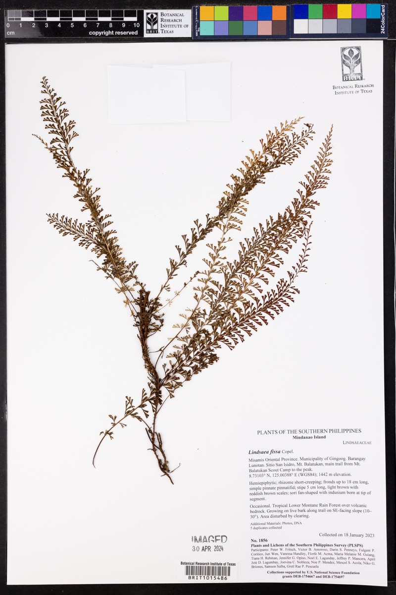 Lindsaea fissa photo 5