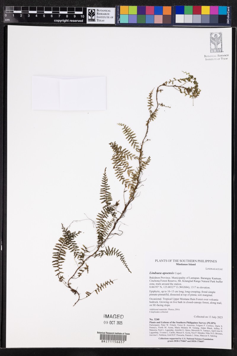 Lindsaea fissa photo 6