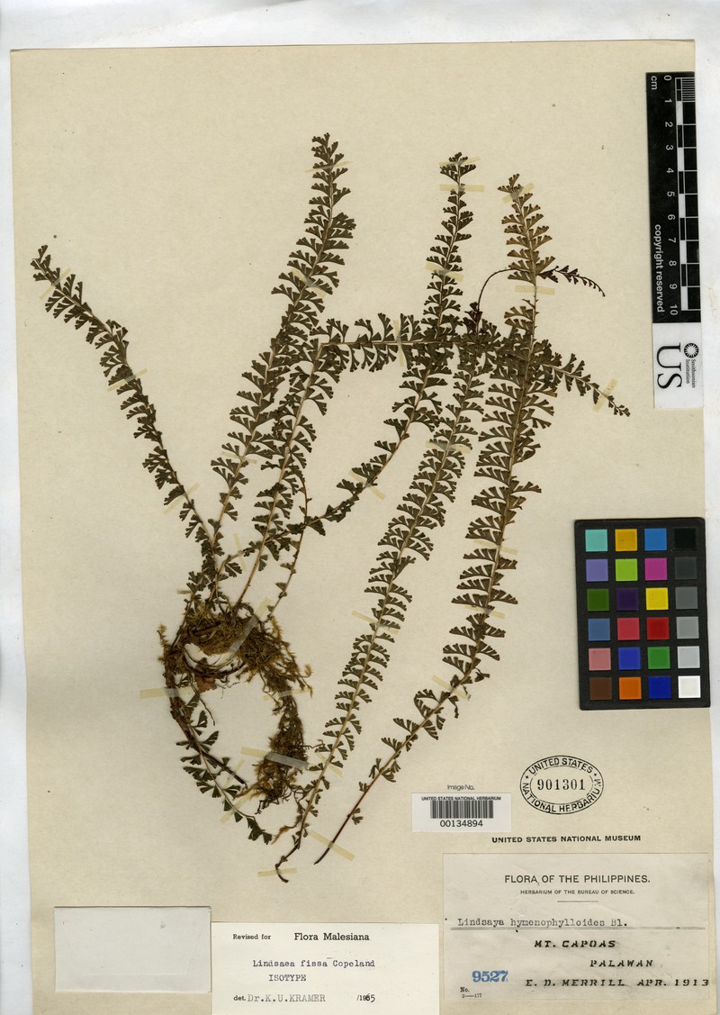 Lindsaea fissa