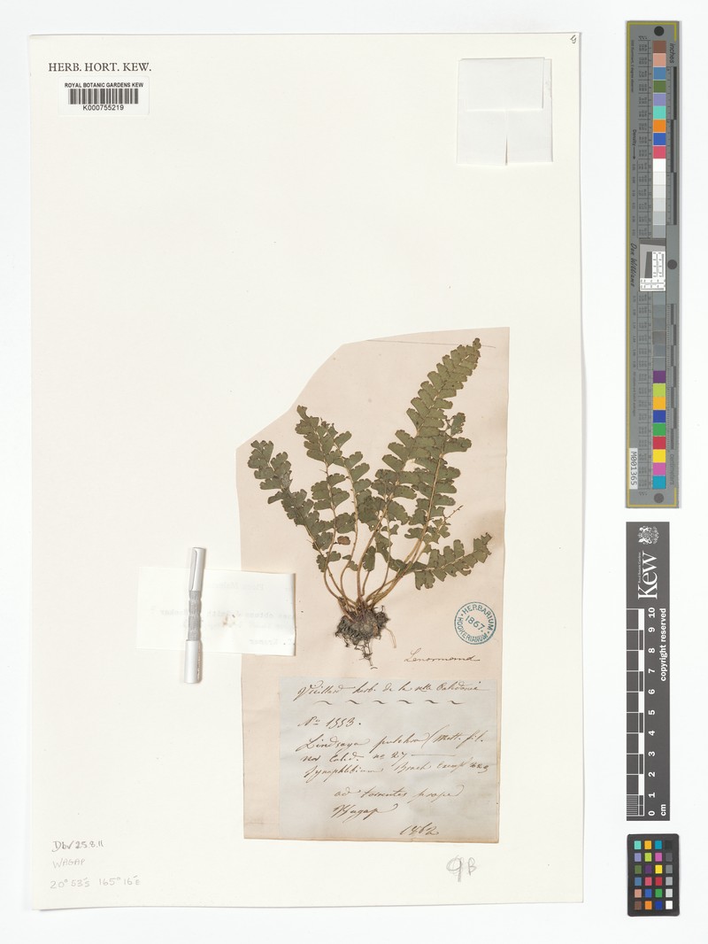 Lindsaea francii photo 2