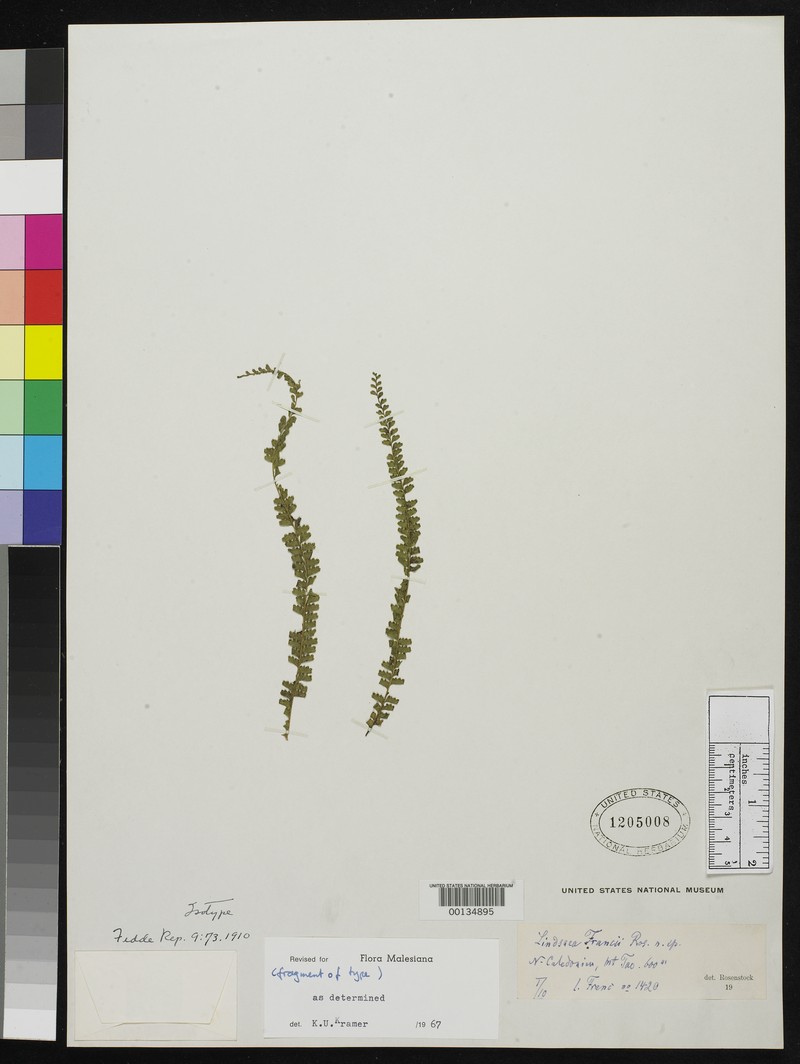 Lindsaea francii