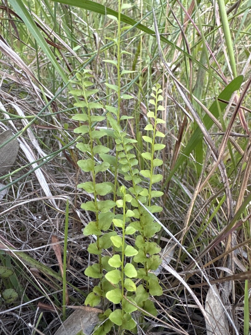 Lindsaea fraseri photo 2