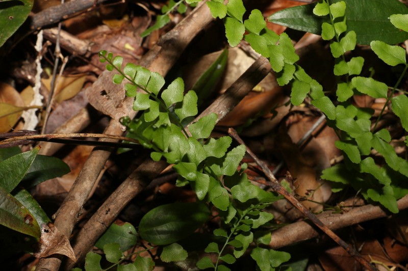 Lindsaea fraseri photo 3
