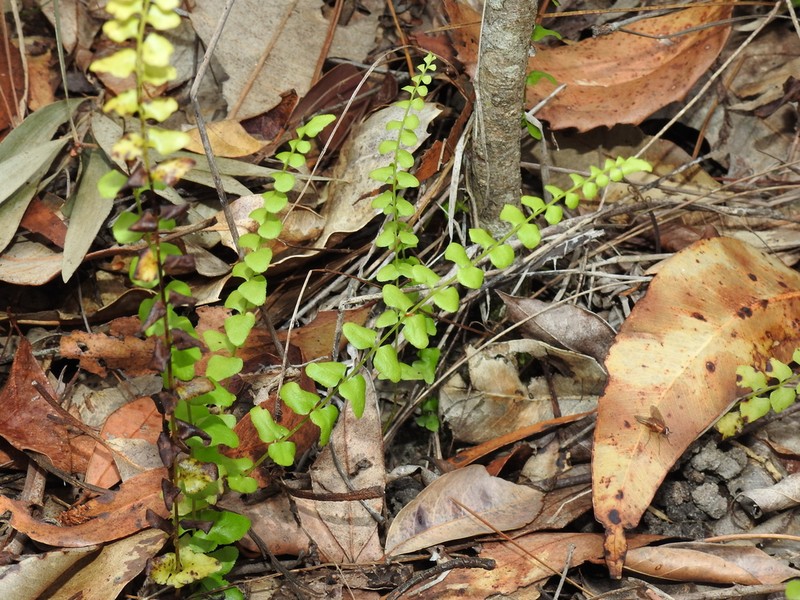 Lindsaea fraseri photo 5