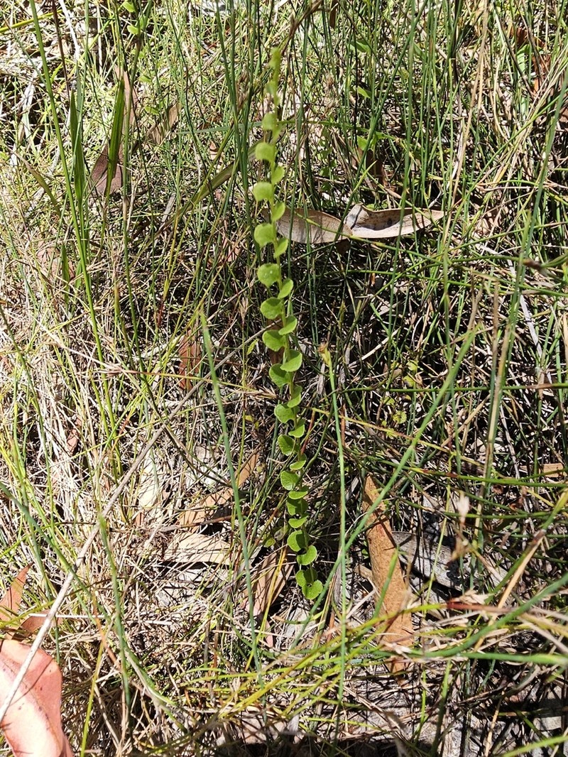 Lindsaea fraseri photo 6