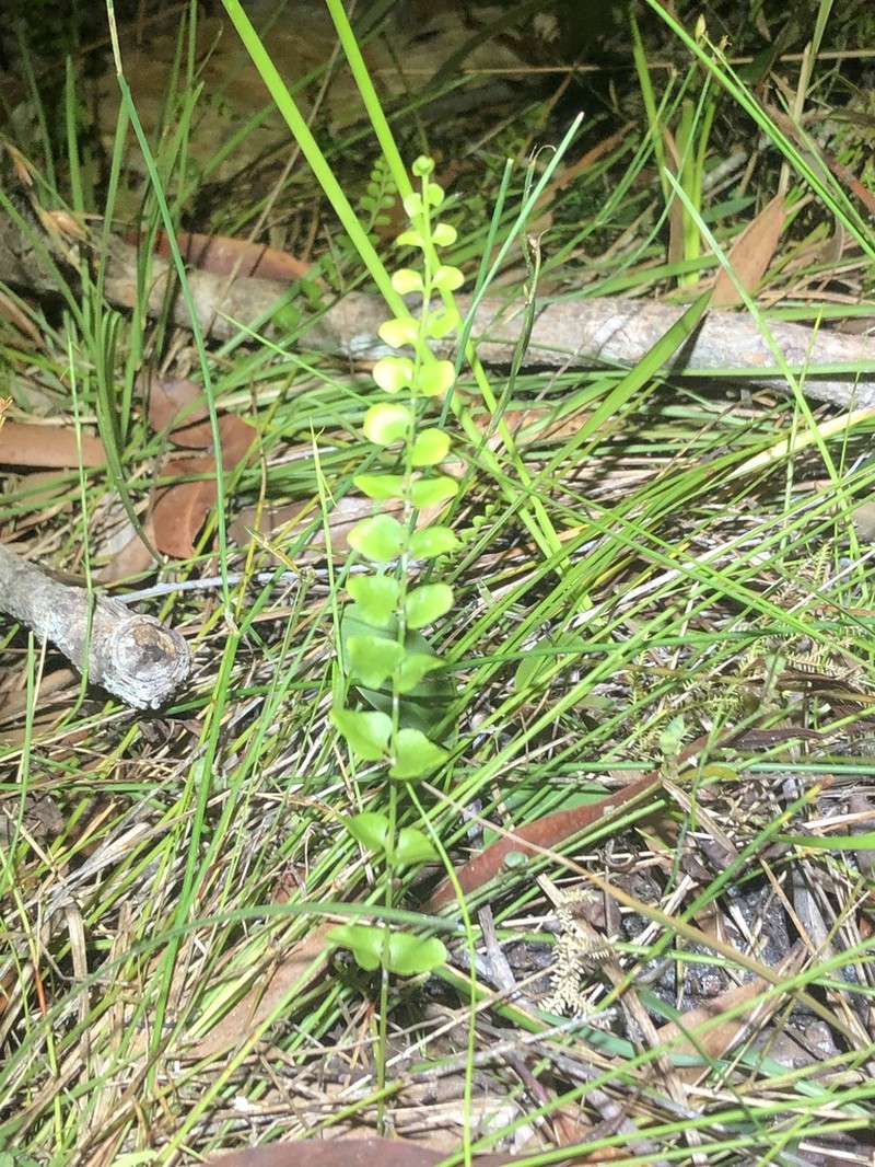 Lindsaea fraseri photo 7