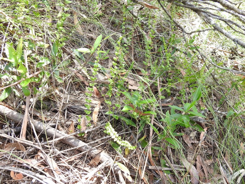 Lindsaea fraseri photo 8