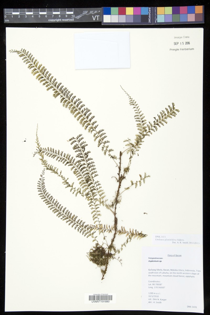 Lindsaea glandulifera