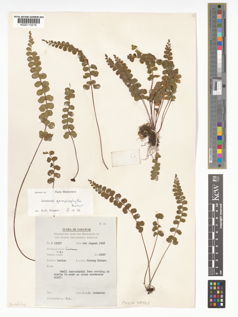 Lindsaea gomphophylla photo 2