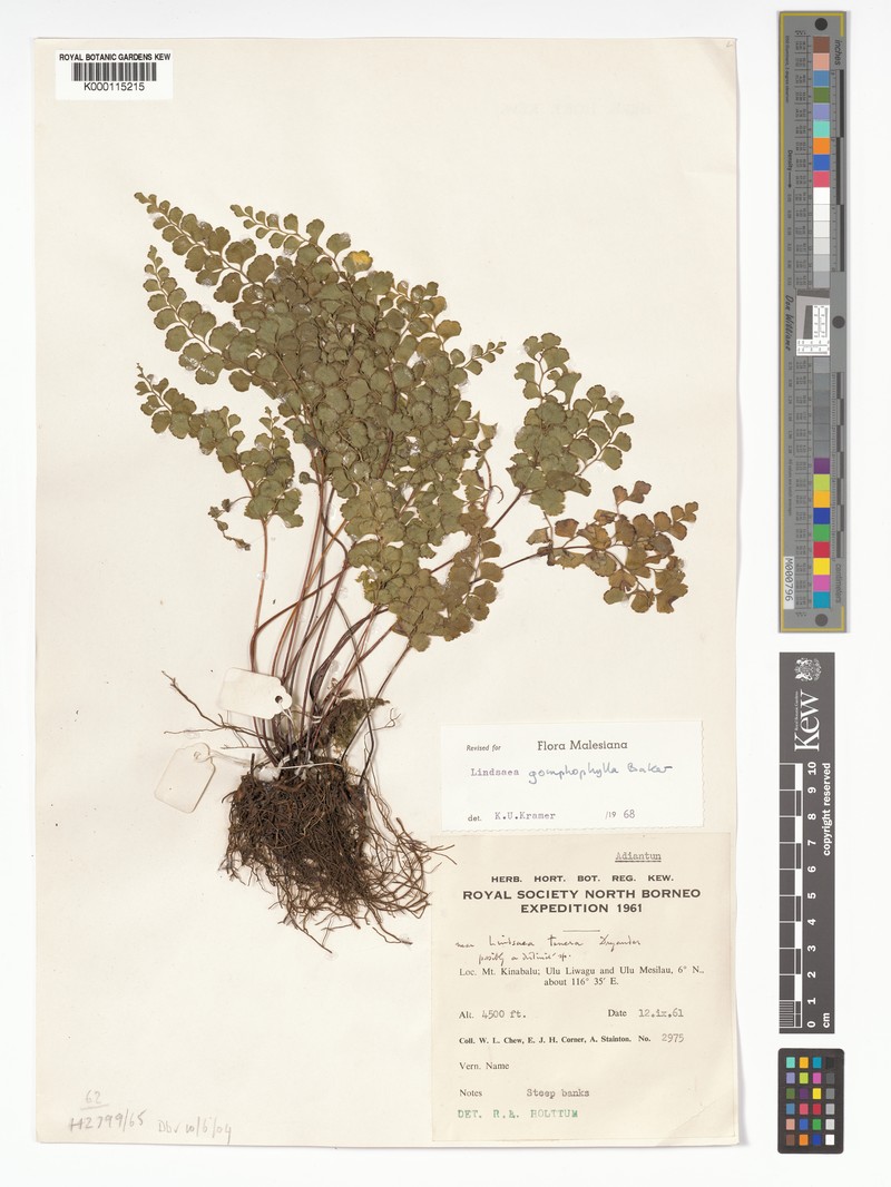 Lindsaea gomphophylla photo 3