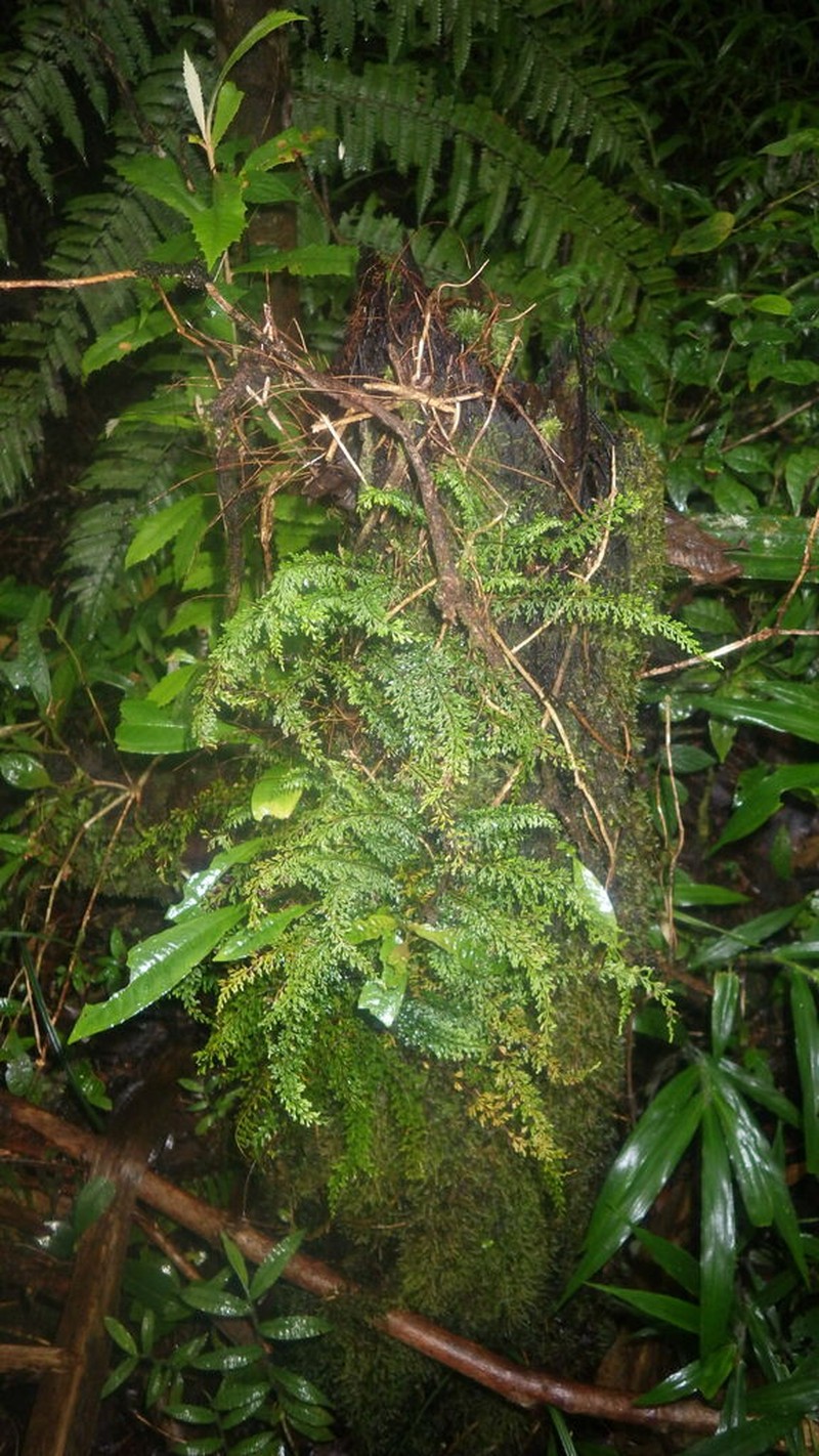 Lindsaea goudotiana photo 2