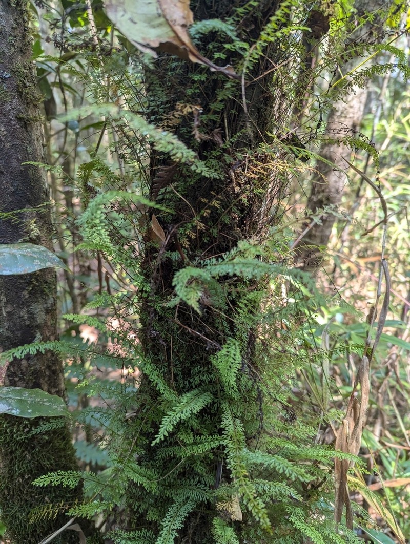 Lindsaea goudotiana photo 3
