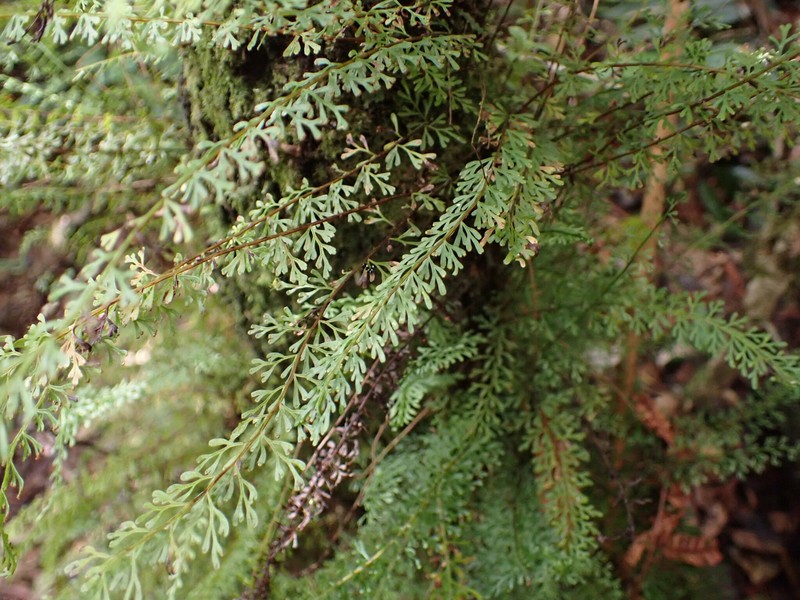 Lindsaea goudotiana photo 4