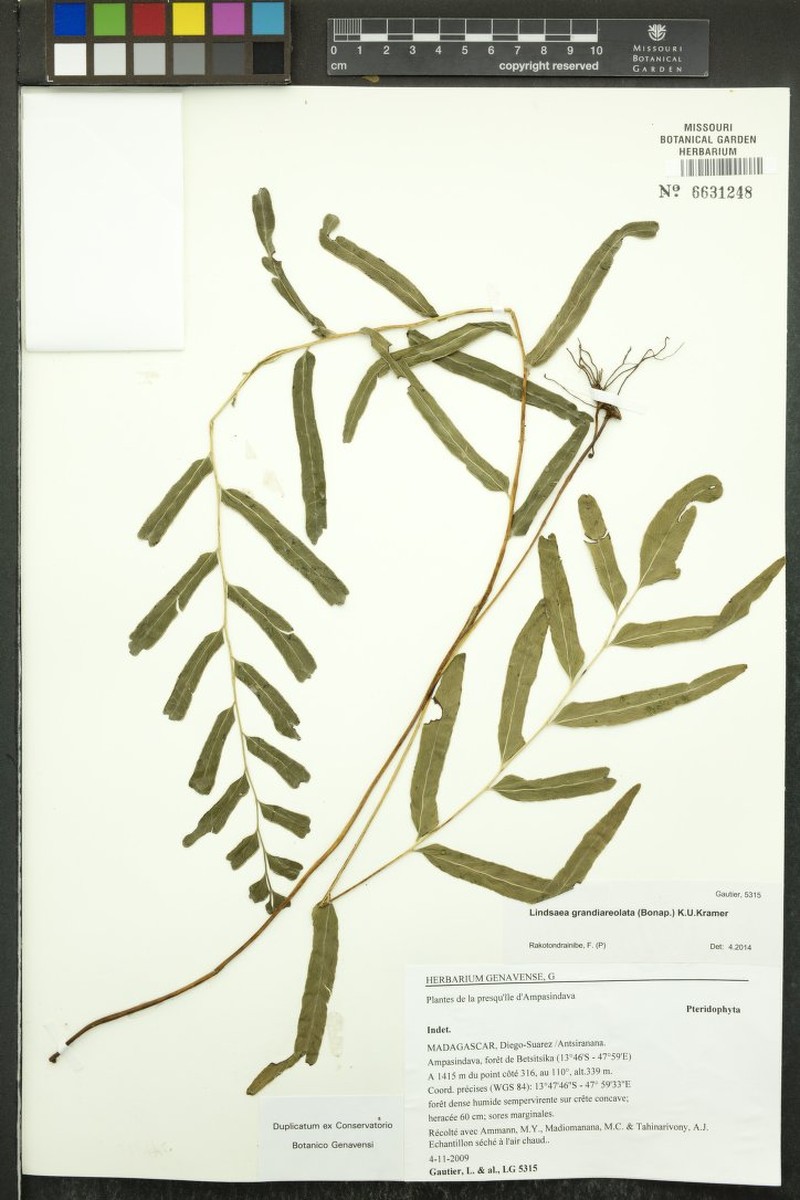 Lindsaea grandiareolata