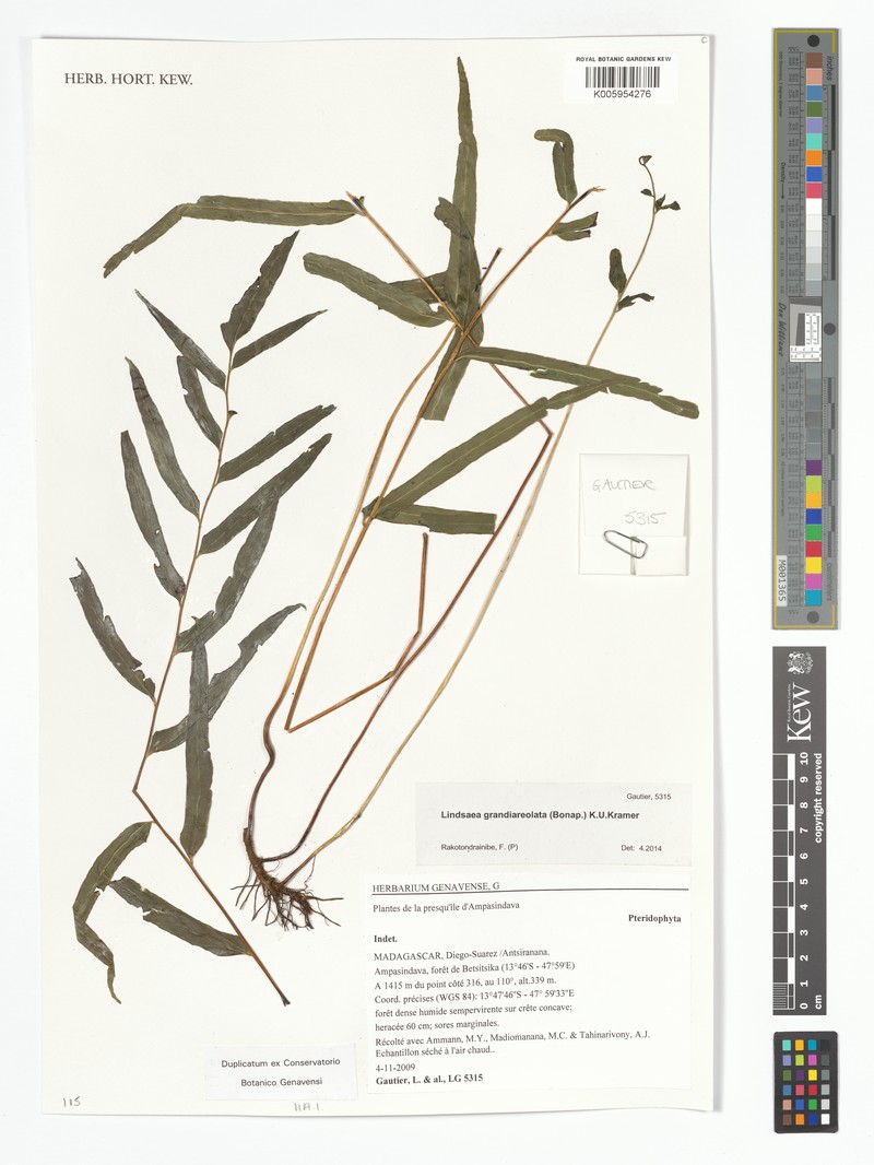 Lindsaea grandiareolata photo 2