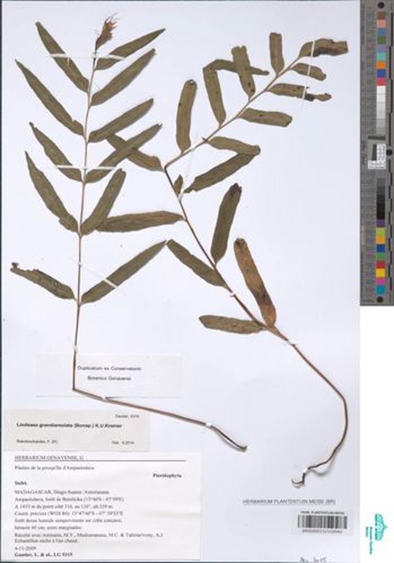 Lindsaea grandiareolata photo 3