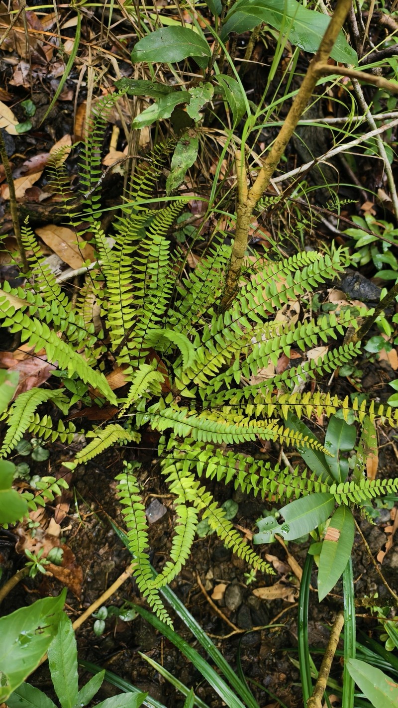 Lindsaea gueriniana photo 3