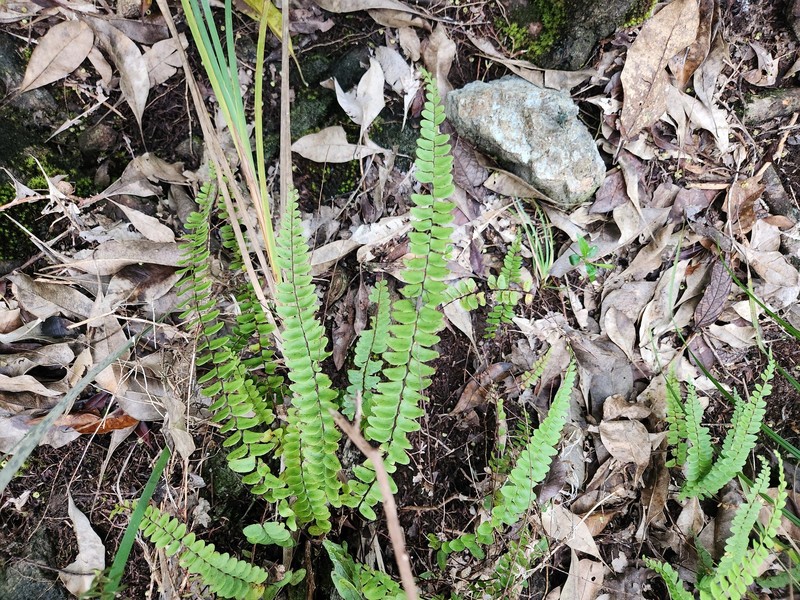 Lindsaea gueriniana photo 4