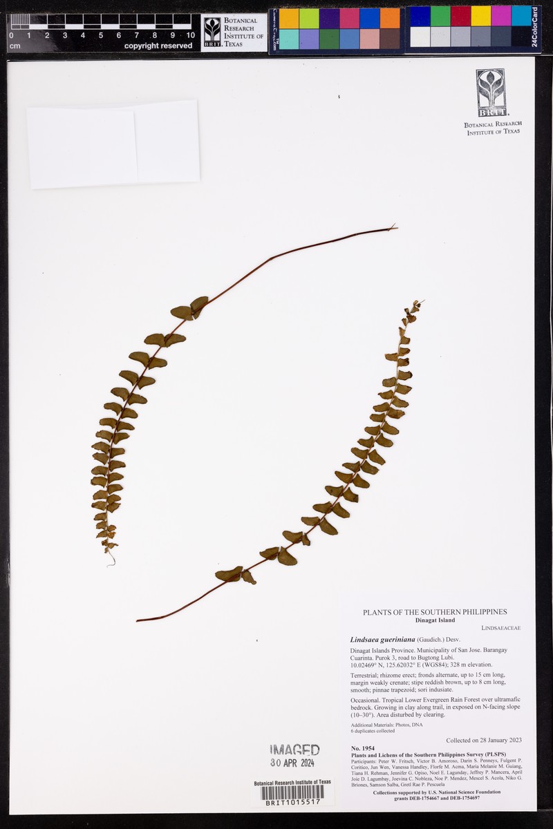 Lindsaea gueriniana photo 5