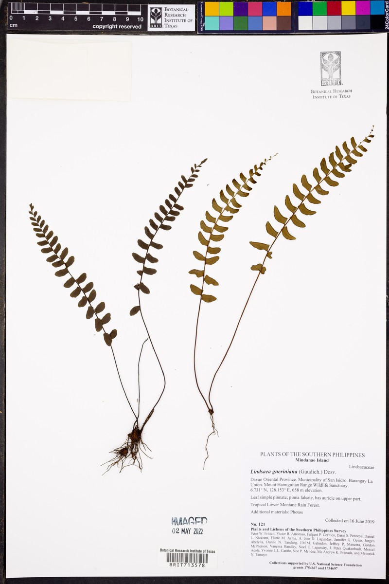 Lindsaea gueriniana photo 6
