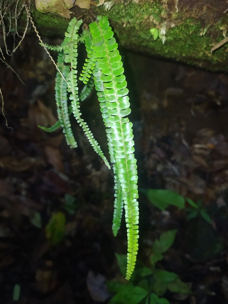 Lindsaea guianensis photo 2