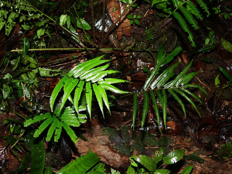 Lindsaea guianensis photo 3