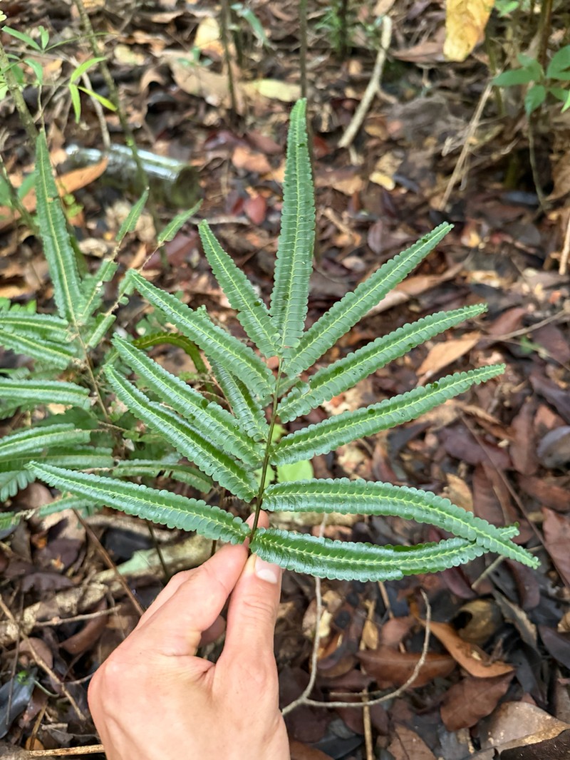 Lindsaea guianensis photo 4