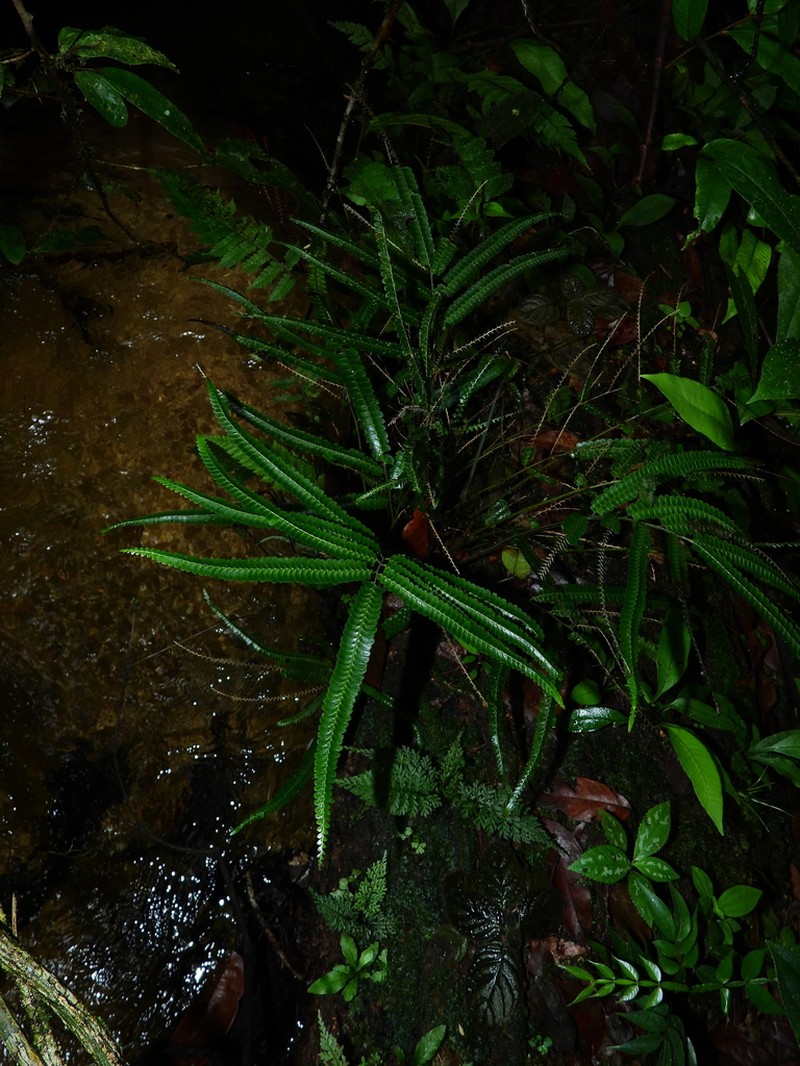 Lindsaea guianensis photo 5