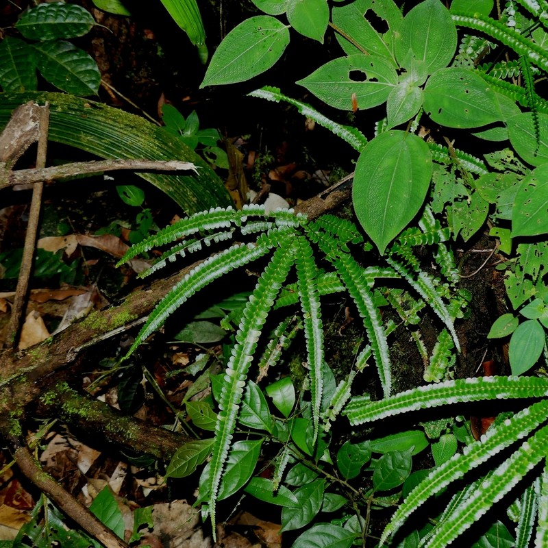 Lindsaea guianensis photo 6
