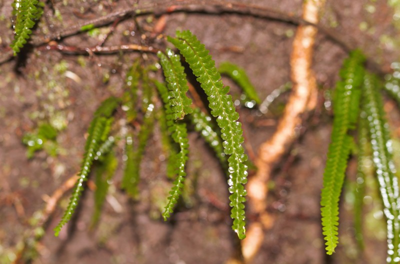 Lindsaea guianensis photo 7
