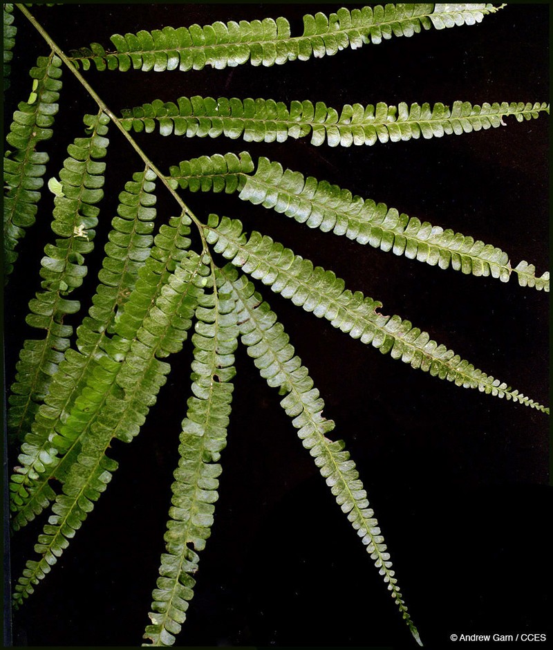 Lindsaea guianensis photo 8