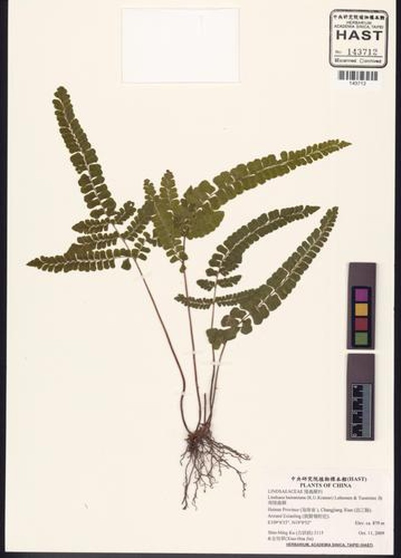 Lindsaea hainaniana