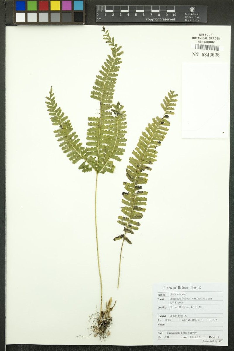 Lindsaea hainaniana photo 2