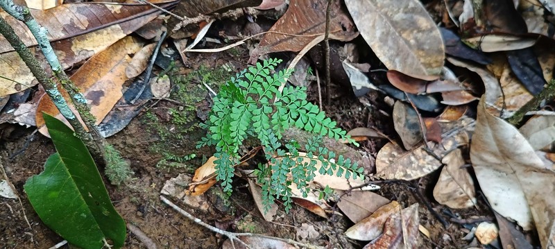Lindsaea hamiguitanensis