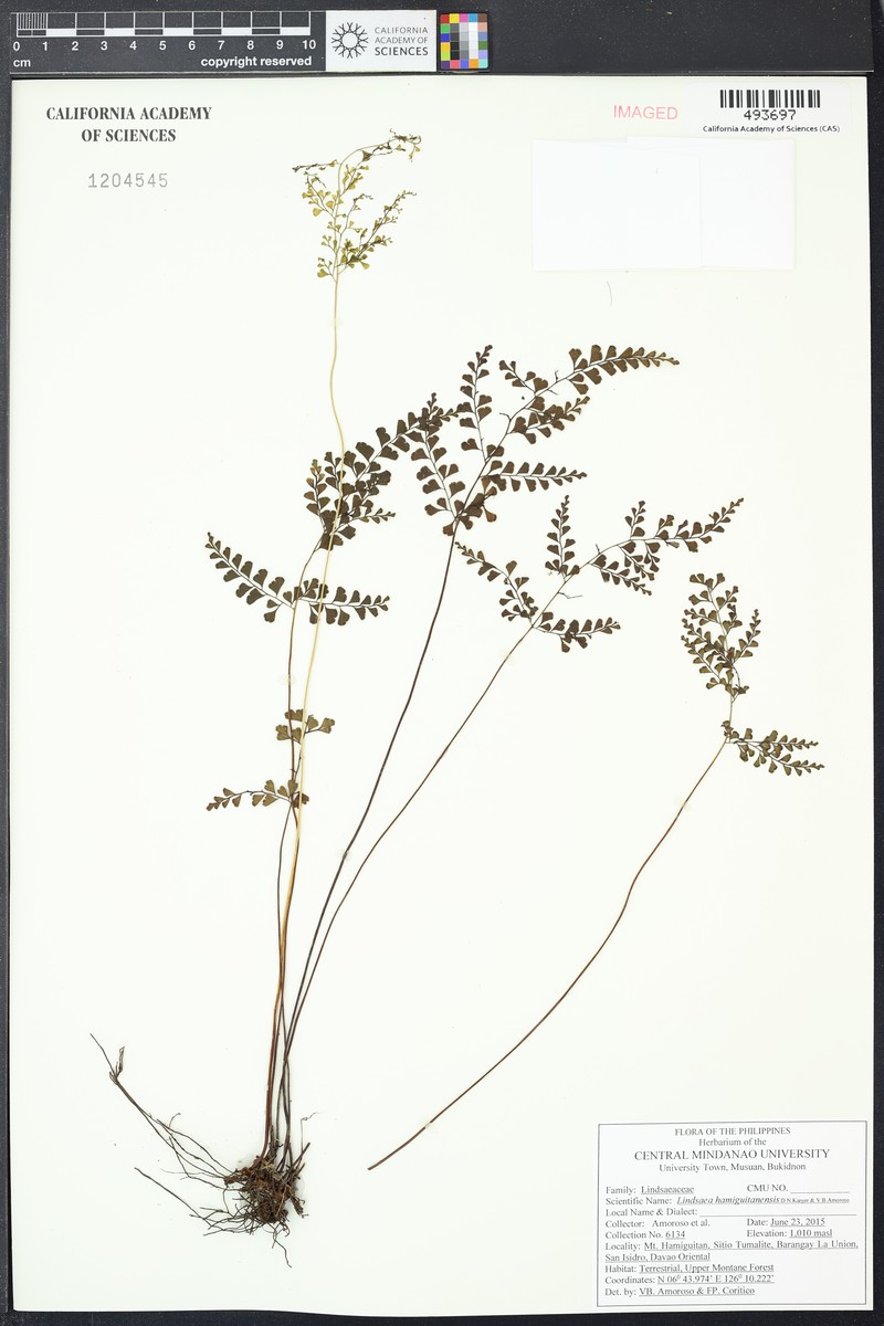 Lindsaea hamiguitanensis photo 2