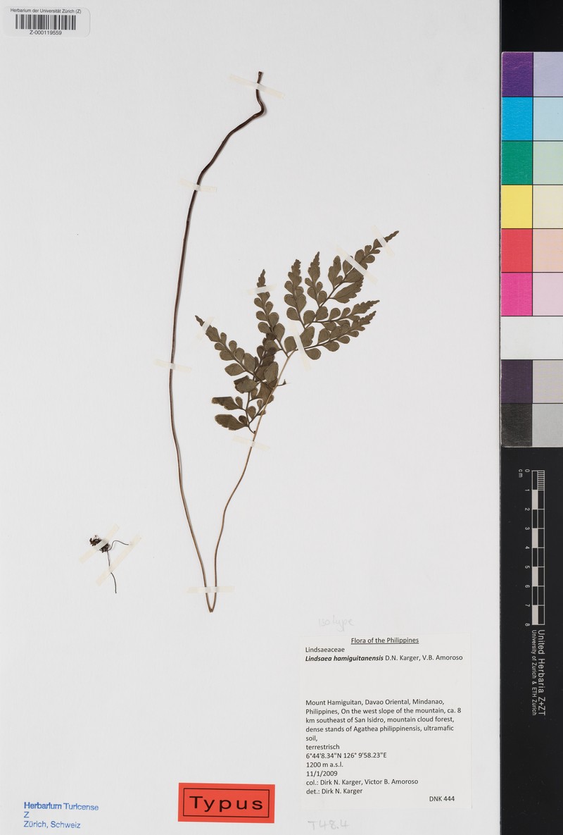 Lindsaea hamiguitanensis photo 3